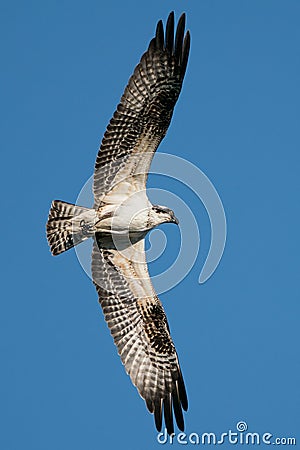 Osprey Flight X Stock Photo