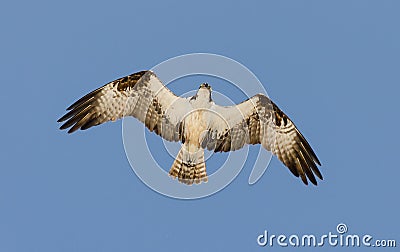 Osprey Stock Photo