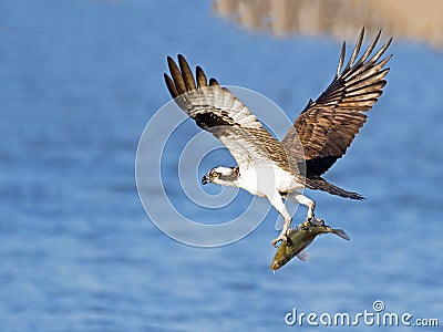 Osprey Stock Photo