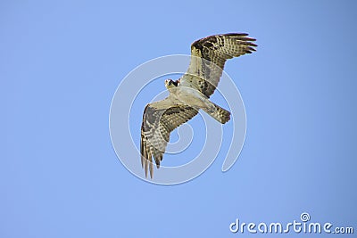 Osprey in flight with open wings exposing its patterned underside staring intently. Stock Photo