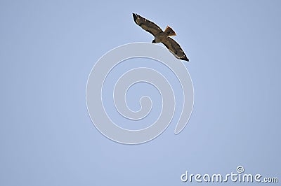 Wildlife Birds Series - Osprey in flight - Raptor Stock Photo