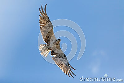 Osprey flying with a fish in its talons Stock Photo