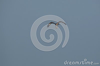 Osprey flying with preyed fish in the wildlife areas of punjab Pakistan Stock Photo