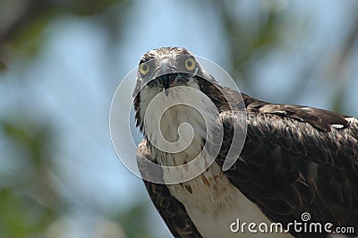 Osprey Glaring Stock Photo