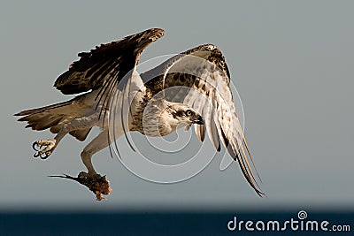 Osprey Hunting Stock Photo