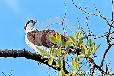 Osprey Stock Photo