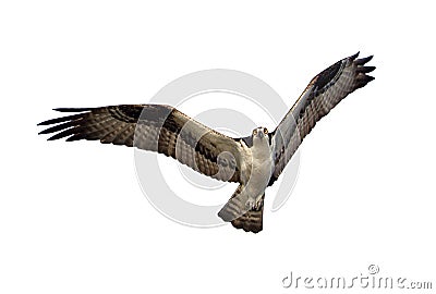 Osprey Isolated Stock Photo