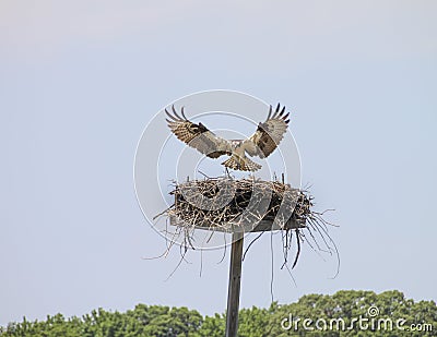 Osprey majestically descends on its nest with outstretched wings revealing its beautifully patterned feathered underbody. Stock Photo