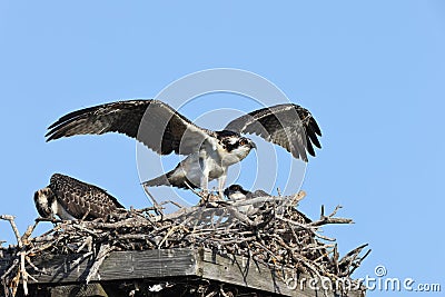 Osprey nest J.N. "Ding" Darling National Wildlife Refuge USA Stock Photo