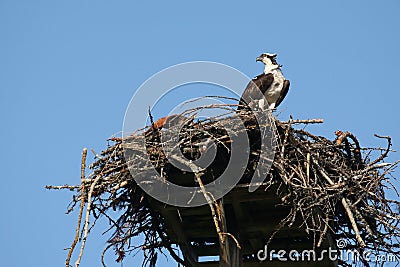 Osprey in nest, Pandion haliaetus. Stock Photo