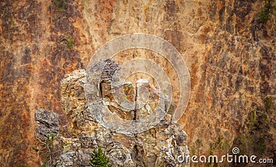 An osprey nest in a canyon Stock Photo