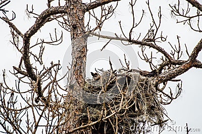 An osprey pair makes a nest Stock Photo