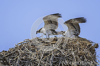 Osprey Pair Stock Photo