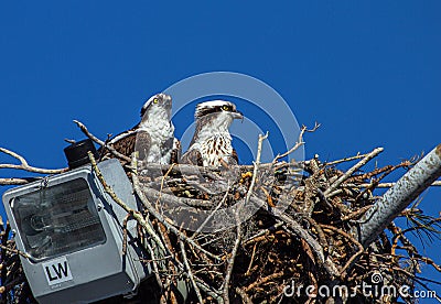 Osprey Pair Nesting on Light pole in Seminole, Florida Stock Photo