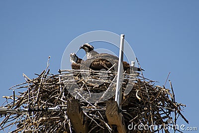 Osprey Pair in their Nest Stock Photo