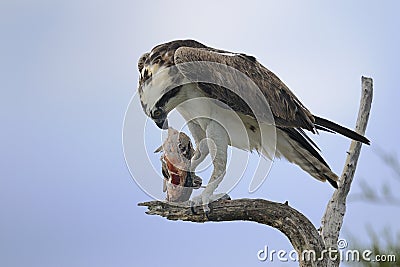 Osprey, pandion haliaetus Stock Photo