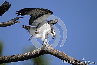 Osprey, pandion haliaetus Stock Photo