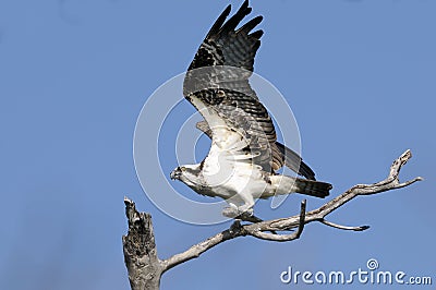 Osprey, pandion haliaetus Stock Photo
