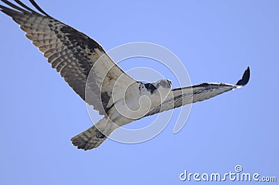 Osprey, pandion haliaetus Stock Photo