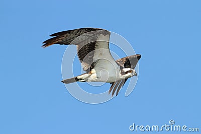 Osprey (pandion haliaetus) Stock Photo