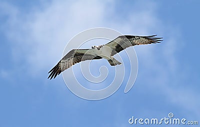 Osprey (pandion haliaetus) Stock Photo