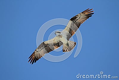 Osprey (pandion haliaetus) Stock Photo