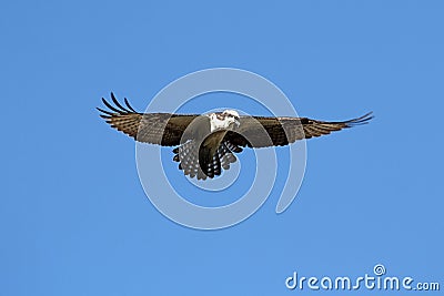 Osprey (pandion haliaetus) Stock Photo