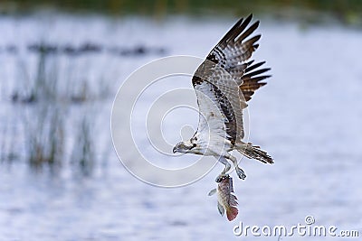 Osprey, pandion haliaetus Stock Photo