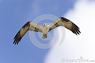 Osprey, pandion haliaetus Stock Photo