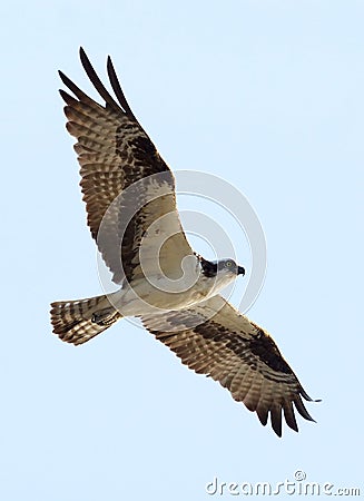 Osprey - Pandion haliaetus Stock Photo