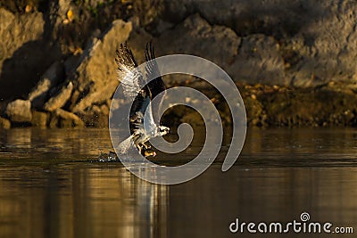 Osprey (Pandion haliaetus) catches fish. Stock Photo