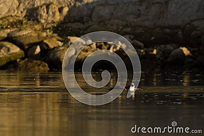 Osprey (Pandion haliaetus) catches fish. Stock Photo