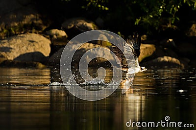 Osprey (Pandion haliaetus) catches fish. Stock Photo