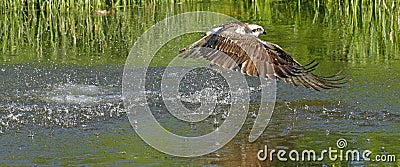 Osprey Stock Photo