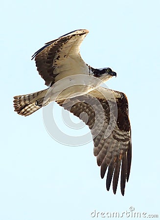 Osprey - Pandion haliaetus Stock Photo
