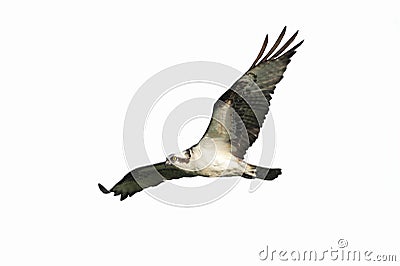 Osprey (pandion haliaetus) Isolated Stock Photo