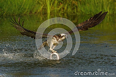 The Osprey, Pandion haliaetus just caught the fish Stock Photo