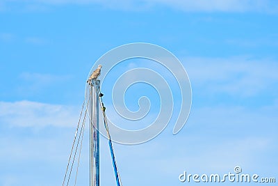 Osprey (Pandion haliaetus) a large bird of prey, the animal sits high on the mast of a boat in the harbor Stock Photo