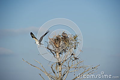 Osprey (Pandion haliaetus) Stock Photo