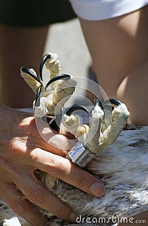 Osprey (Pandion haliaetus) Talons Stock Photo