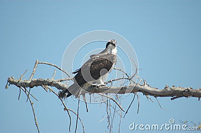 Osprey perched Stock Photo