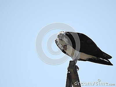 Osprey Perched Above Stock Photo