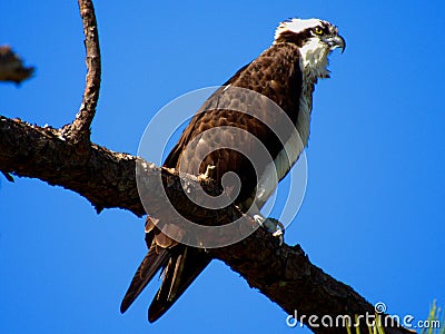 Osprey perched on a branch Stock Photo