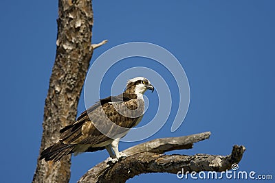 Osprey perched on a dead tree Stock Photo