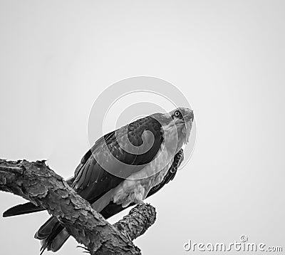 Osprey perched on dead tree Stock Photo