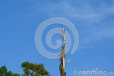 Osprey perched on tall dead tree Stock Photo