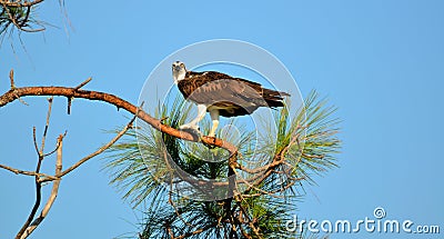 Osprey perched on tree top Stock Photo