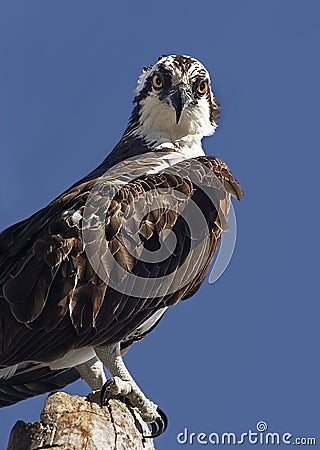 Osprey Perches at Circle B Bar in Lakeland, Florida Stock Photo