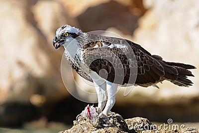 Osprey on the rock with the prey Stock Photo