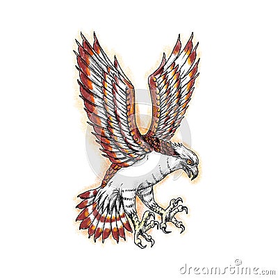 Osprey Sea Hawk Swooping Tattoo Cartoon Illustration